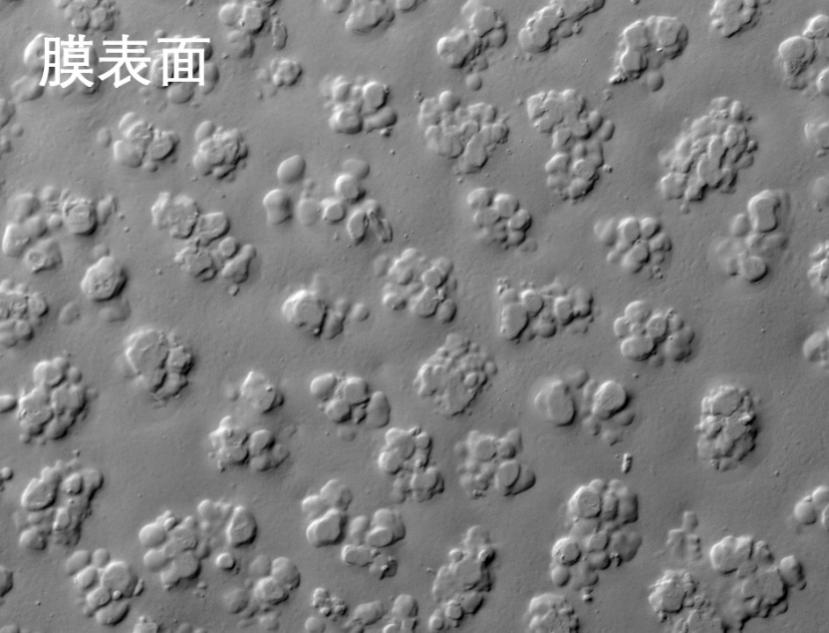 bc贷烧结管式膜电镜照片